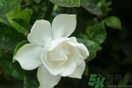 梔子花可以減肥嗎？梔子花怎么減肥？