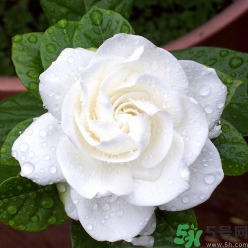 梔子花茶可以補(bǔ)血嗎？貧血可以喝梔子花茶嗎？