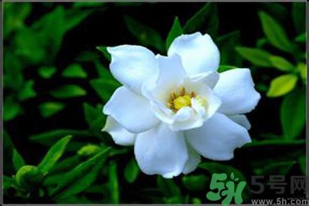 梔子花可以降血糖嗎？梔子花茶可以降血糖嗎？