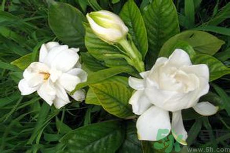 寶寶聞梔子花的味道會(huì)過(guò)敏嗎 寶寶聞梔子花的味道會(huì)過(guò)敏嗎