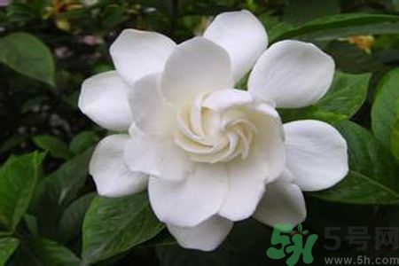 寶寶聞梔子花的味道會(huì)過敏嗎 寶寶聞梔子花的味道會(huì)過敏嗎