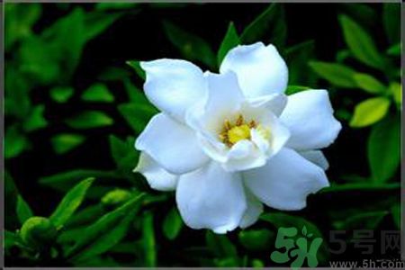 梔子花的葉子為什么會發(fā)黃？梔子花的葉子發(fā)黃了怎么辦？