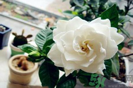 梔子花茶是熱性還是涼性？梔子花茶是涼性的嗎？