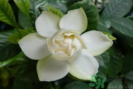 梔子花茶是熱性還是涼性？梔子花茶是涼性的嗎？