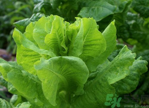 萵筍發(fā)紅還能吃嗎？萵筍發(fā)紅是怎么回事