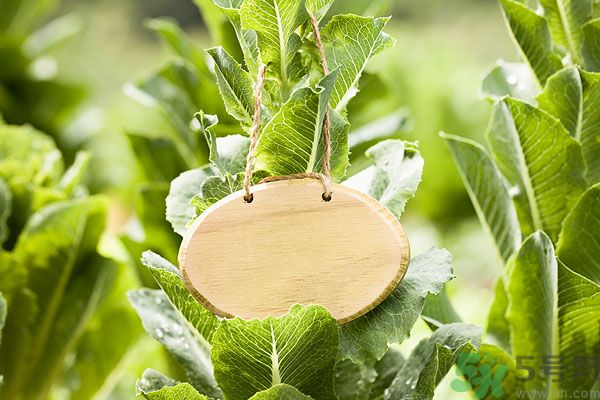 木瓜是水果還是蔬菜？青木瓜是水果嗎？