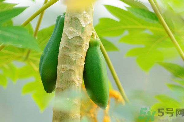 木瓜是水果還是蔬菜？青木瓜是水果嗎？