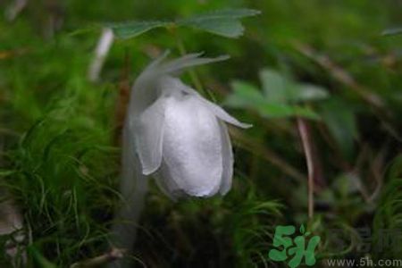 陜西發(fā)現(xiàn)死亡之花 水晶蘭為什么叫死亡之花？