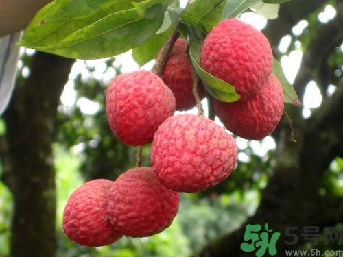 山竹可以和荔枝一起吃嗎？山竹能和荔枝同吃嗎？