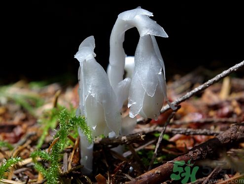 死亡之花可以吃嗎？死亡之花吃了會(huì)中毒嗎？