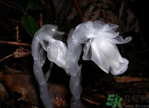 死亡之花可以吃嗎？死亡之花吃了會(huì)中毒嗎？