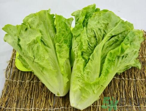 吃生菜會長斑嗎？吃生菜會造成長斑嗎？