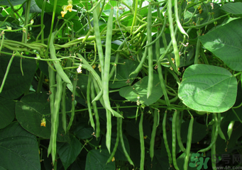 四季豆能包餃子嗎？吃煎餃好還是吃水餃好？