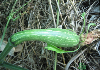 南瓜苦是怎么回事？南瓜發(fā)苦是什么原因？