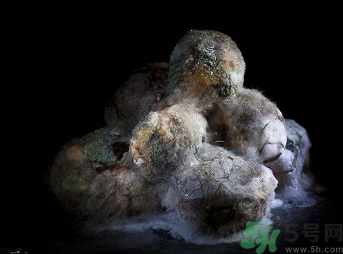 南瓜長(zhǎng)毛了還能吃嗎?南瓜長(zhǎng)毛吃了怎么辦 南瓜長(zhǎng)毛了還能吃嗎?南瓜長(zhǎng)毛吃了怎么辦