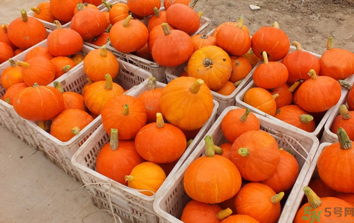 南瓜里面長(zhǎng)霉了能吃嗎？長(zhǎng)霉的南瓜可以吃嗎？