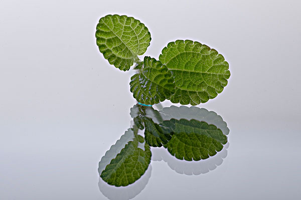 薄荷能治蕁麻疹嗎？蕁麻疹喝薄荷茶有用嗎？