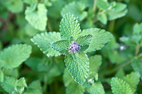 薄荷能治蕁麻疹嗎？蕁麻疹喝薄荷茶有用嗎？