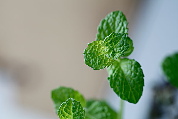 薄荷能治蕁麻疹嗎？蕁麻疹喝薄荷茶有用嗎？