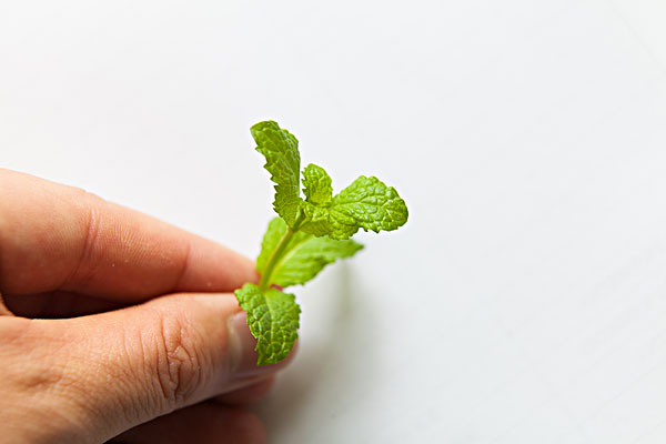 薄荷能治蕁麻疹嗎？蕁麻疹喝薄荷茶有用嗎？