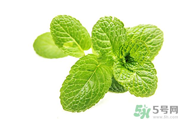 薄荷能美白嗎？薄荷的功效與作用