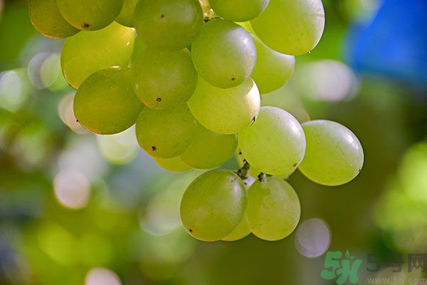 吃提子有什么好處？提子的功效與作用