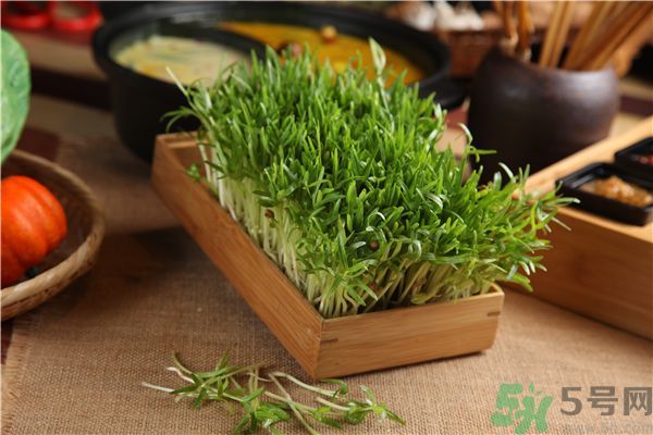 空心菜是菠菜嗎？空心菜是不是菠菜？