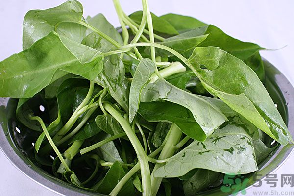 空心菜是菠菜嗎？空心菜是不是菠菜？