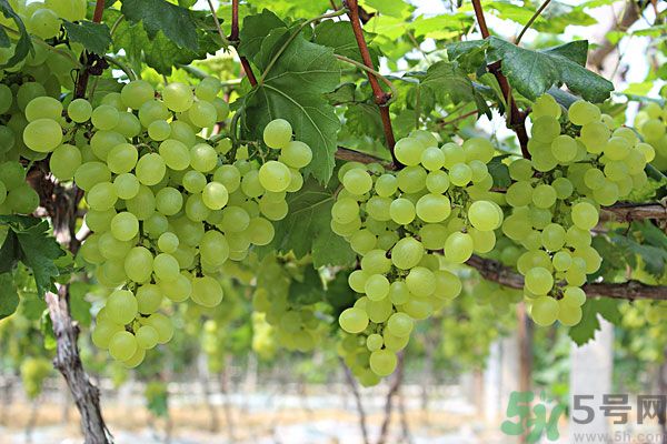 吃提子會不會長胖？吃提子能減肥嗎？