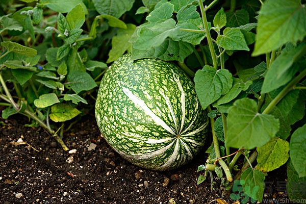 南瓜吃了可以打蟲嗎？吃南瓜能殺蟲嗎？