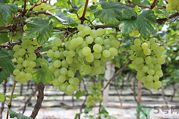 吃提子會不會長胖？吃提子能減肥嗎？