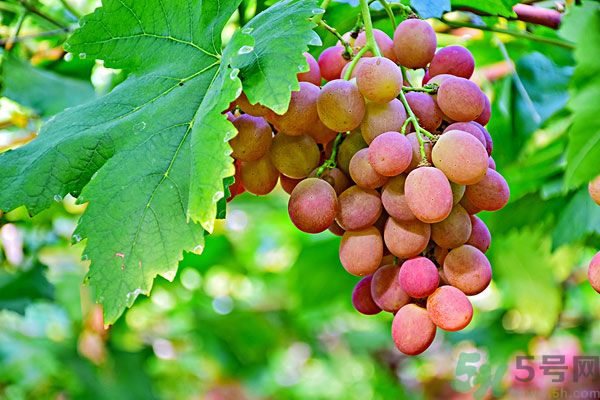 吃提子會上火嗎？上火能吃提子嗎？