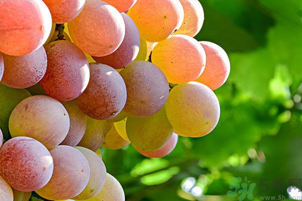 吃提子有什么好處？提子的功效與作用