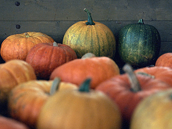 臉上長痘能吃南瓜嗎？臉上長痘吃南瓜好不好？