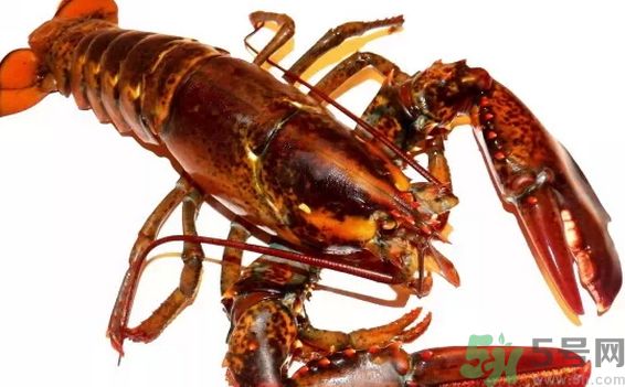 龍蝦怎么洗簡(jiǎn)單又干凈?龍蝦怎么洗圖解? 龍蝦怎么洗簡(jiǎn)單又干凈?龍蝦怎么洗圖解?