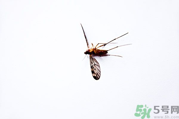 夏天帶孩子出去玩怎么預(yù)防蚊子 戶外怎么防蚊子 夏天帶孩子出去玩怎么預(yù)防蚊子 戶外怎么防蚊子