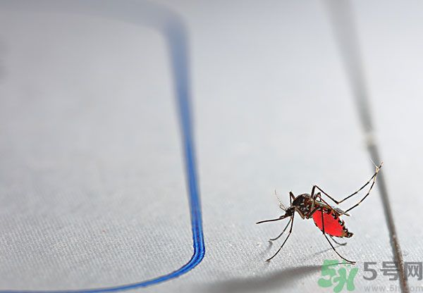 點(diǎn)蚊香為什么還有蚊子？為什么點(diǎn)蚊香沒有用了？