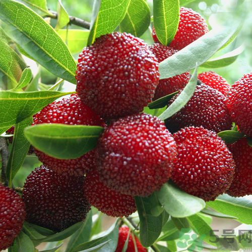 吃楊梅可以防止中暑嗎？中暑可以吃楊梅嗎？