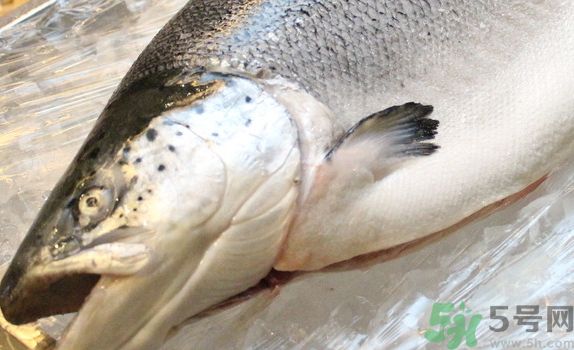 三文魚可以和雞蛋一起吃嗎?三文魚能和雞蛋同吃嗎? 三文魚可以和雞蛋一起吃嗎?三文魚能和雞蛋同吃嗎?