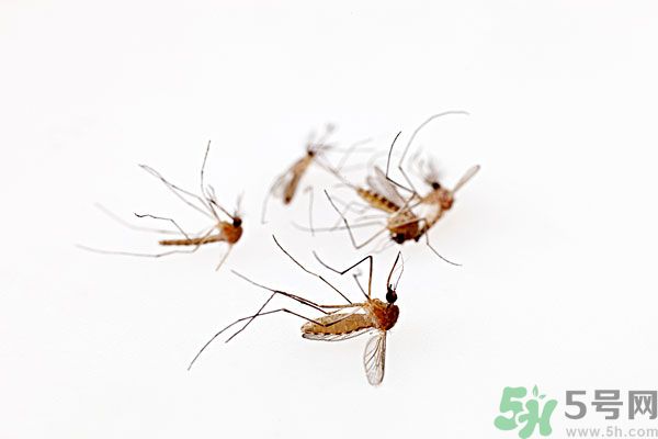 點(diǎn)蚊香為什么還有蚊子？為什么點(diǎn)蚊香沒(méi)有用了？