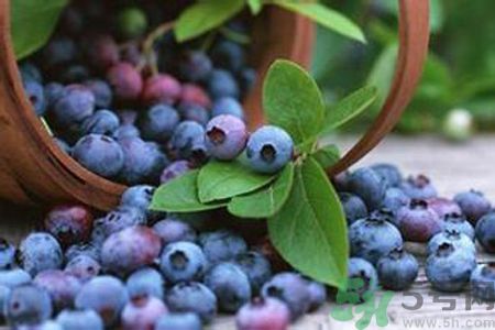 藍莓是不是發(fā)物？藍莓是發(fā)物嗎？