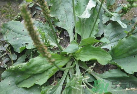 車前草可以治腎結石嗎?車前草能治腎結石嗎? 車前草可以治腎結石嗎?車前草能治腎結石嗎?