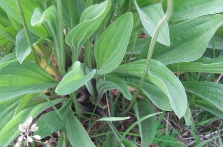 車前草可以治腎結石嗎?車前草能治腎結石嗎? 車前草可以治腎結石嗎?車前草能治腎結石嗎?