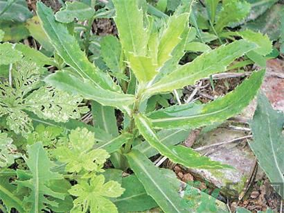 車前草可以治咳嗽嗎?車前草能止咳化痰嗎? 車前草可以治咳嗽嗎?車前草能止咳化痰嗎?