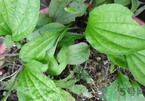 車前草可以治咳嗽嗎?車前草能止咳化痰嗎? 車前草可以治咳嗽嗎?車前草能止咳化痰嗎?