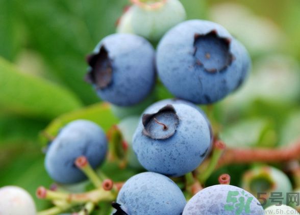 藍(lán)莓上面的白色的東西是什么？藍(lán)莓上面的白色的東西可以吃嗎？