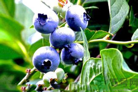 什么是藍莓李果？藍莓李果和藍莓的區(qū)別？