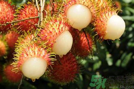 紅毛丹的怎么做好吃？紅毛丹的做法