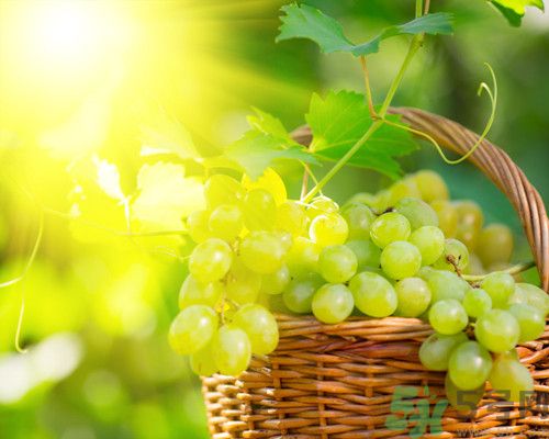 提子經(jīng)期能吃嗎?經(jīng)期吃提子好嗎 提子經(jīng)期能吃嗎?經(jīng)期吃提子好嗎