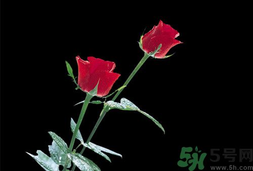 玫瑰花可以吃嗎?吃玫瑰花有什么好處 玫瑰花可以吃嗎?吃玫瑰花有什么好處